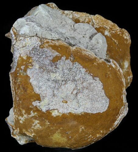 Fossil Brontotherium (Titanothere) Vertebrae - South Dakota #60648